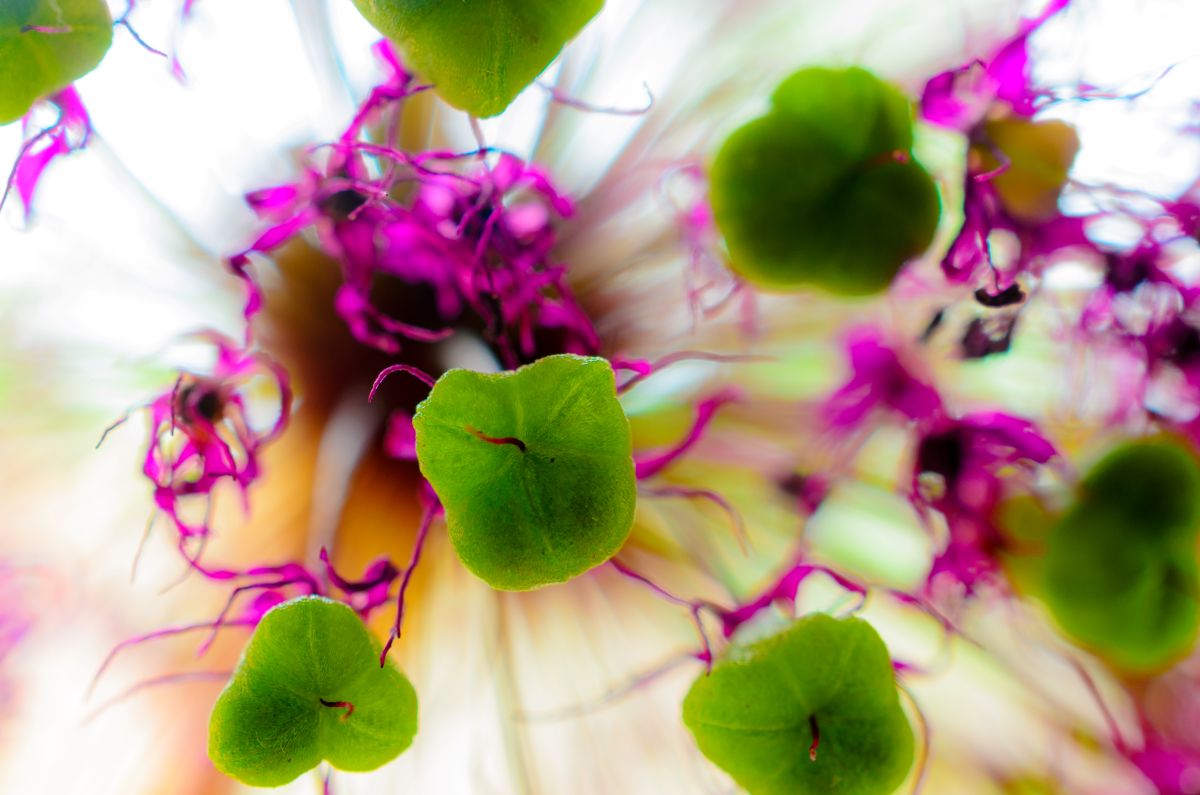 Grüne Blätter mit violetten Blüten im Hintergrund.