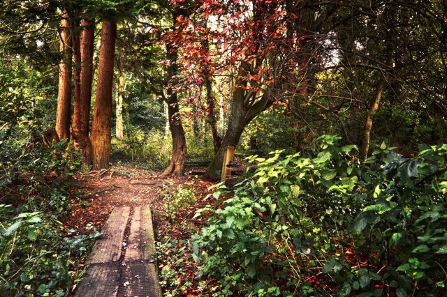 Foto lichter Wald