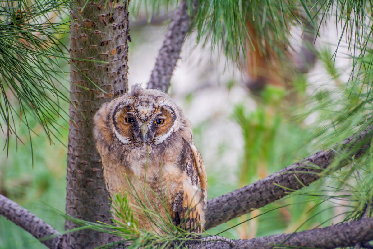 Foto junge Waldohreule
