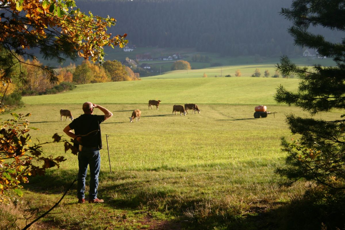 Foto Blick auf die Weide