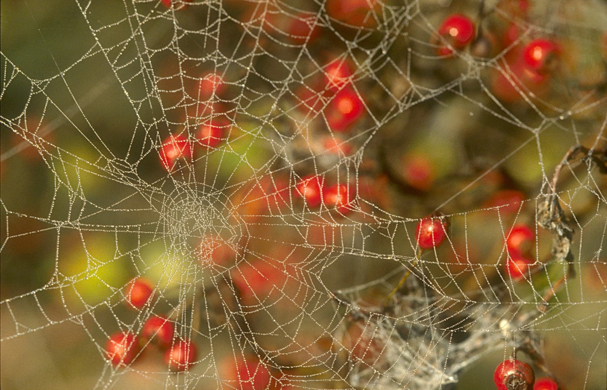 Foto Spinnennetz in Rosenbusch