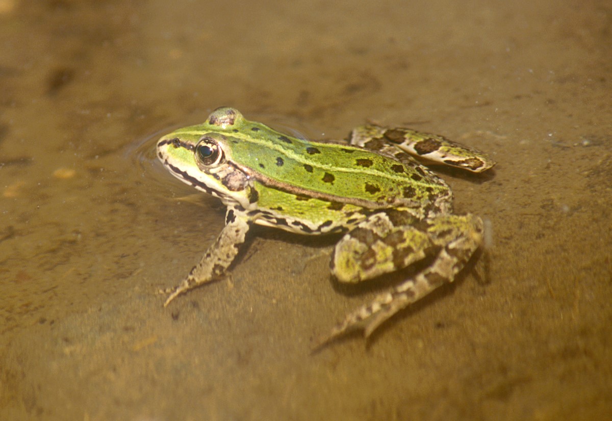 Grüner Wasserfrosch im seichten Wasser sitzend.
