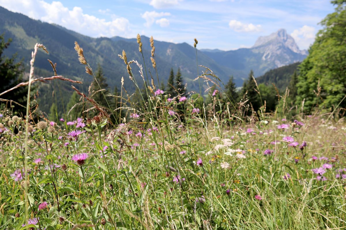 Bergwiese 