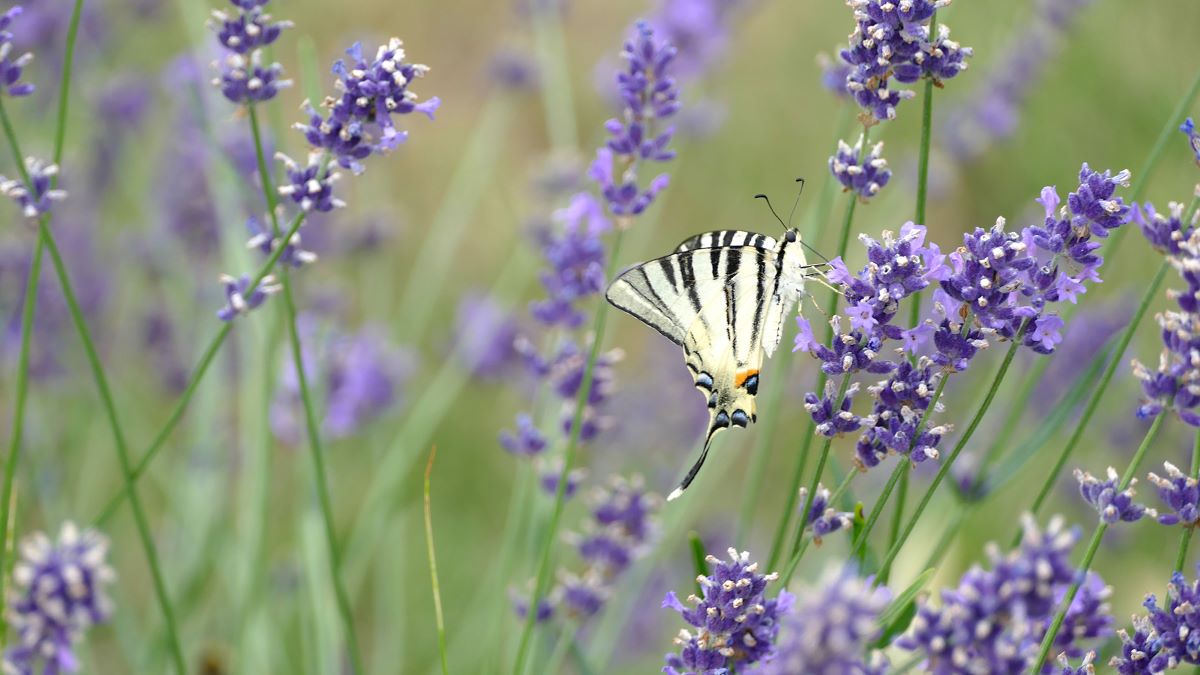 Foto Segelfalter auf Lavendel