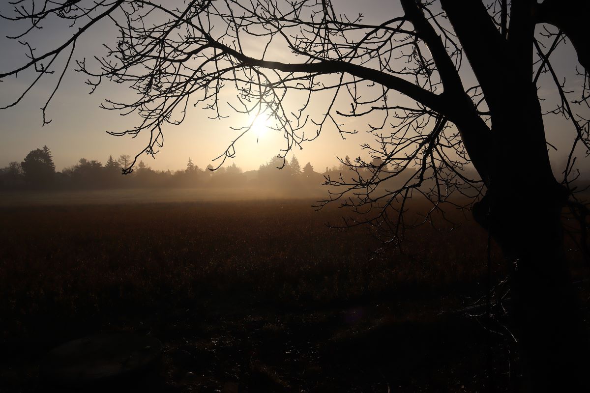 Foto Landschaft im Nebel