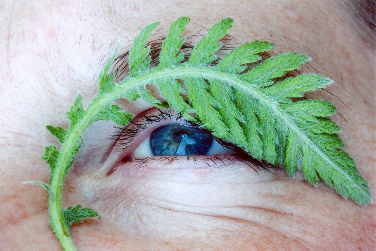 Offenes Auge, von einem gefiederten, grüne Blatt umrandet.