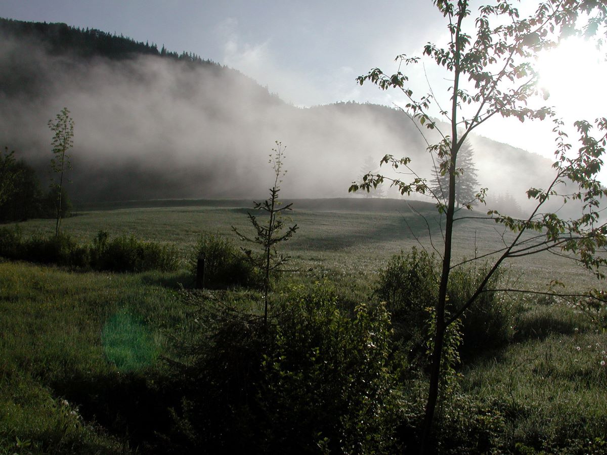 Foto Wiese im Gebirge