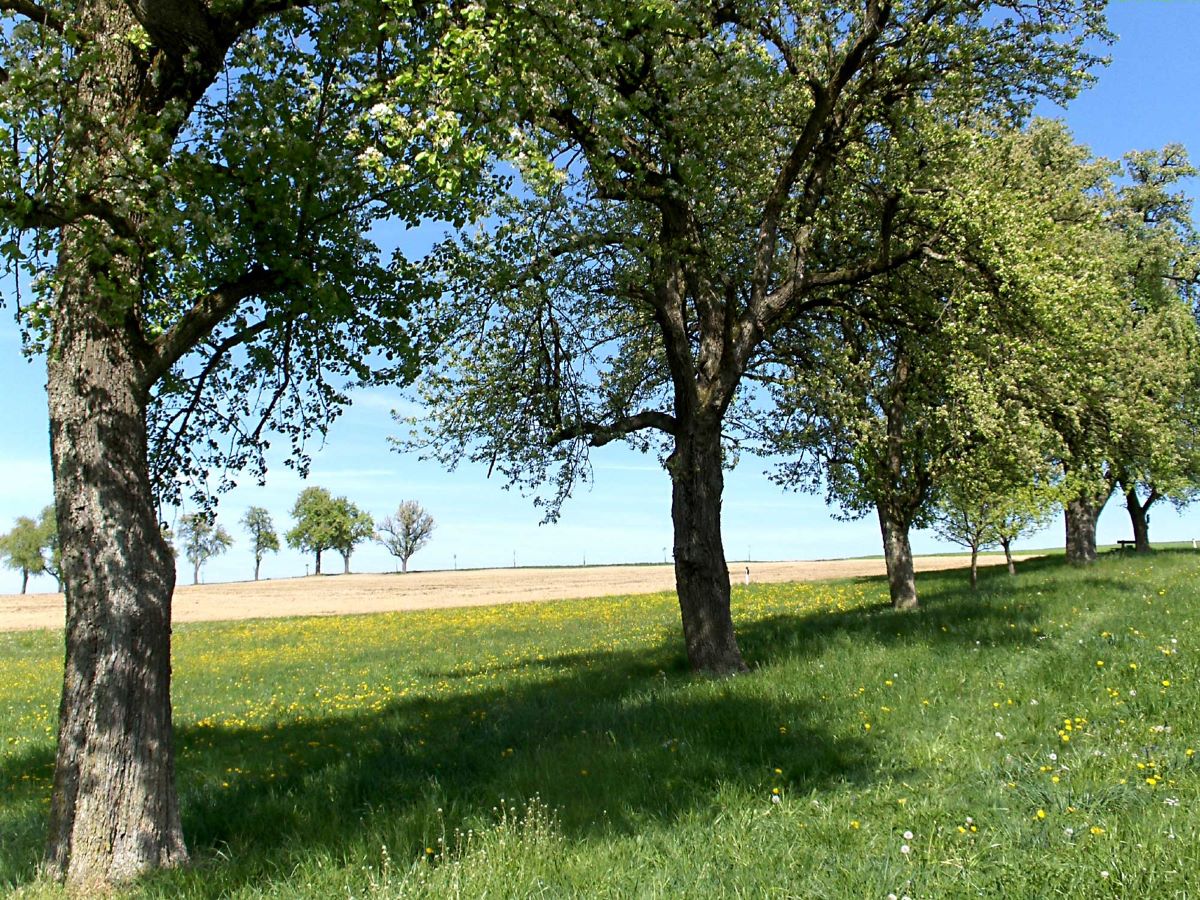 Streuobstbäume im Mostviertel