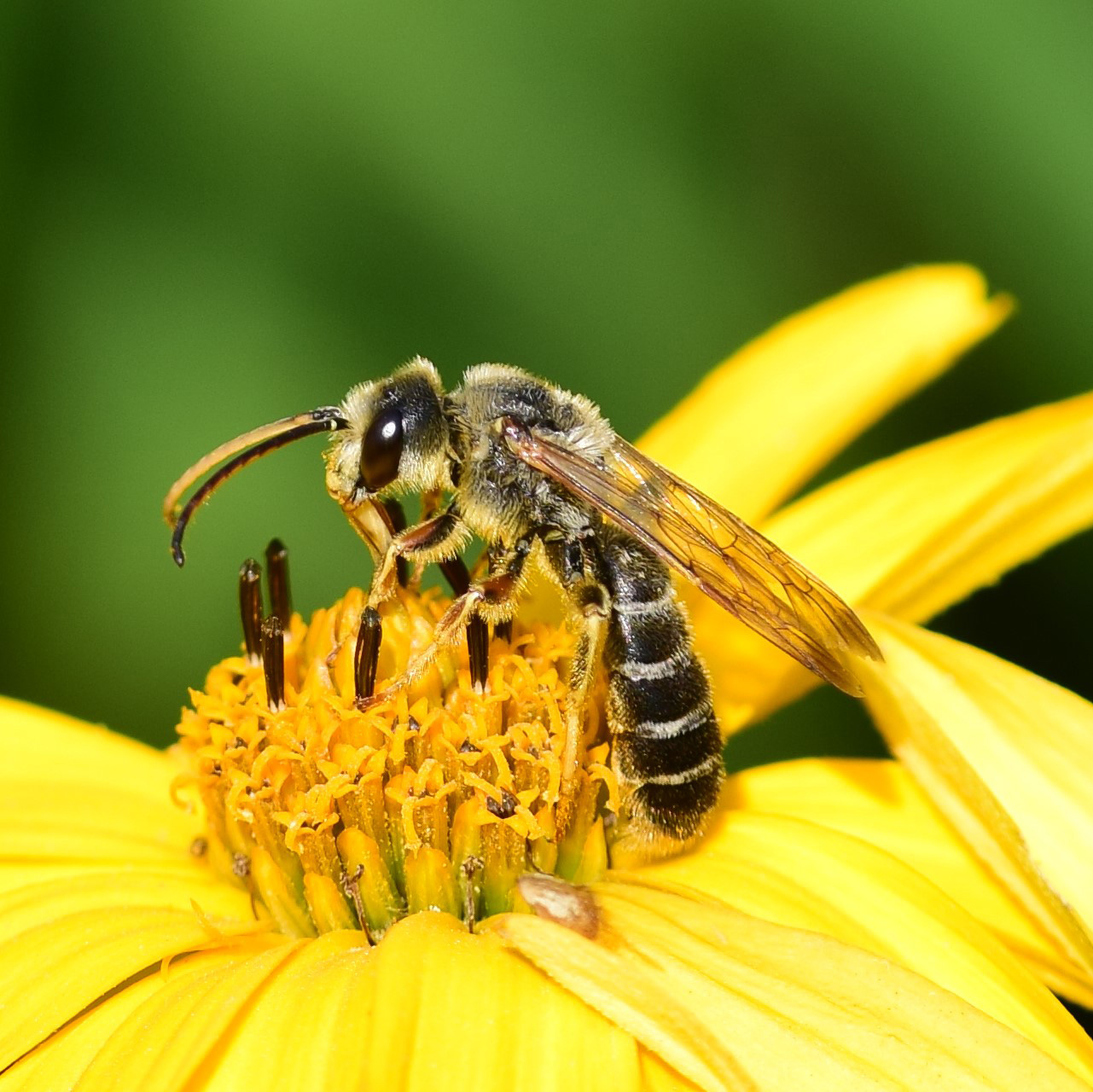 Foto viebindige Furchenbiene