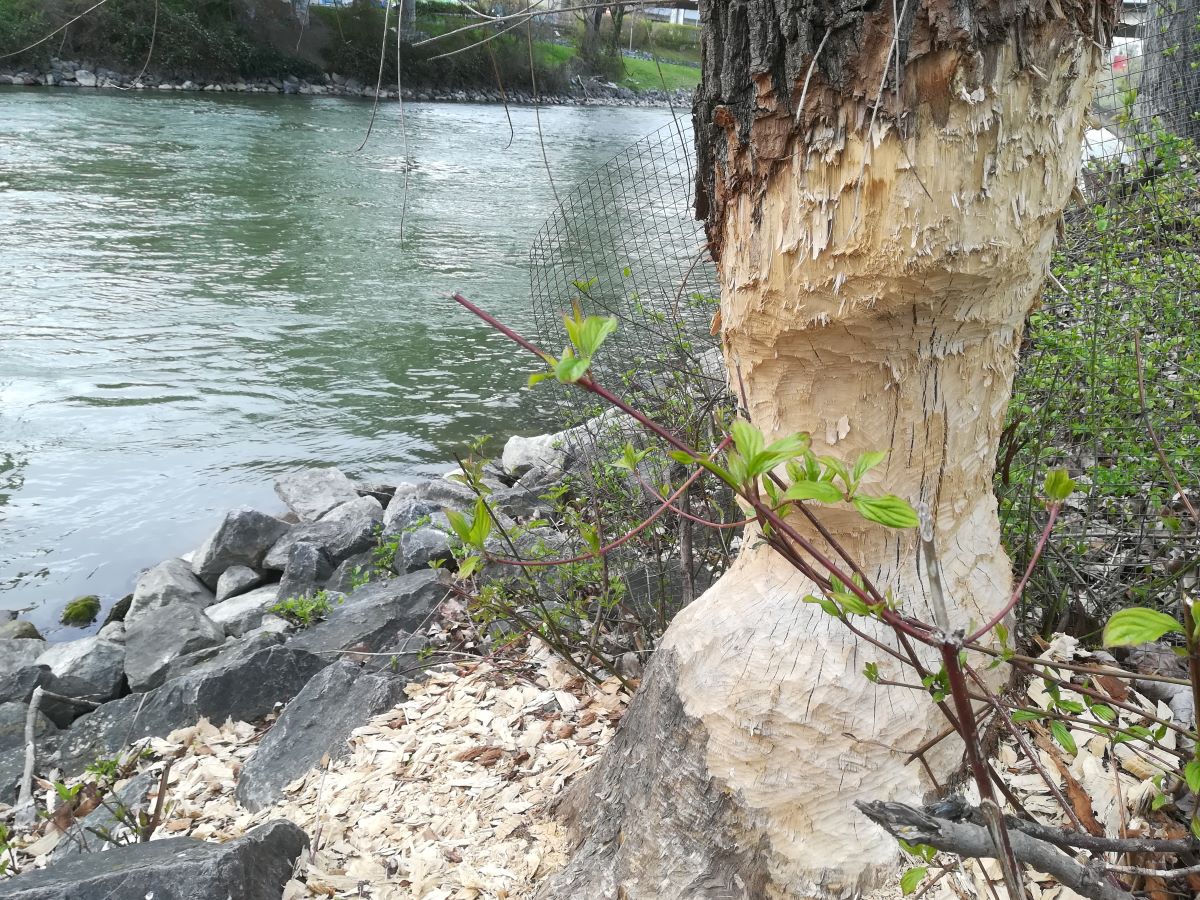Das Bild zeigt einen vom Biber bereits stark angenagten Baumstamm am Ufer des Donaukanals in Wien.