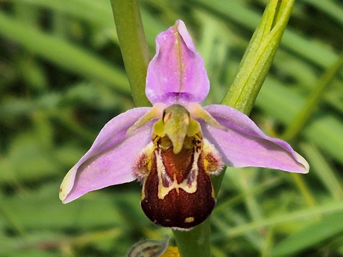 Die Bienen-Ragwurz ist eine in Österreich stark gefährdete Orchideenart. Die Bienen-Ragwurz ist in Österreich stark gefährdete Orchideenart.