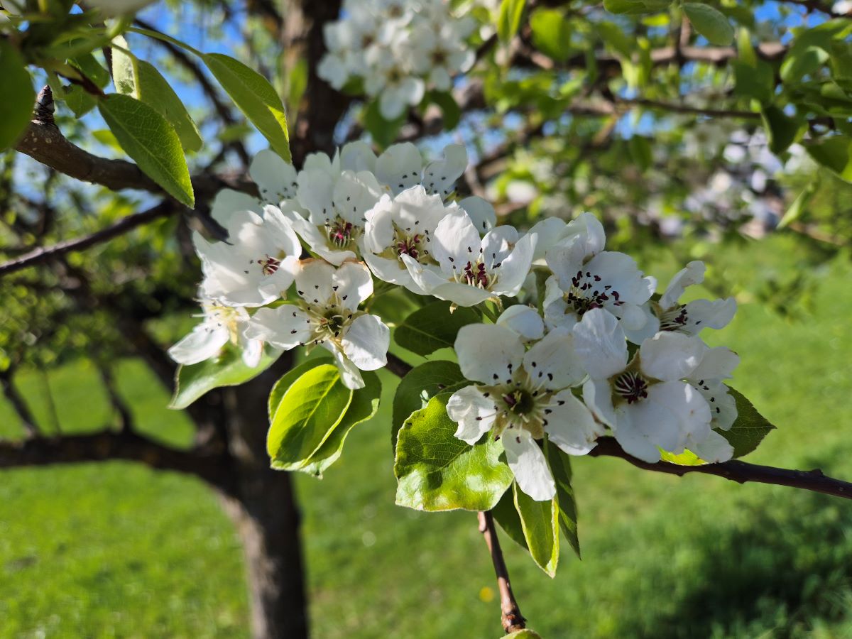 Weiße Birnbaumblüten