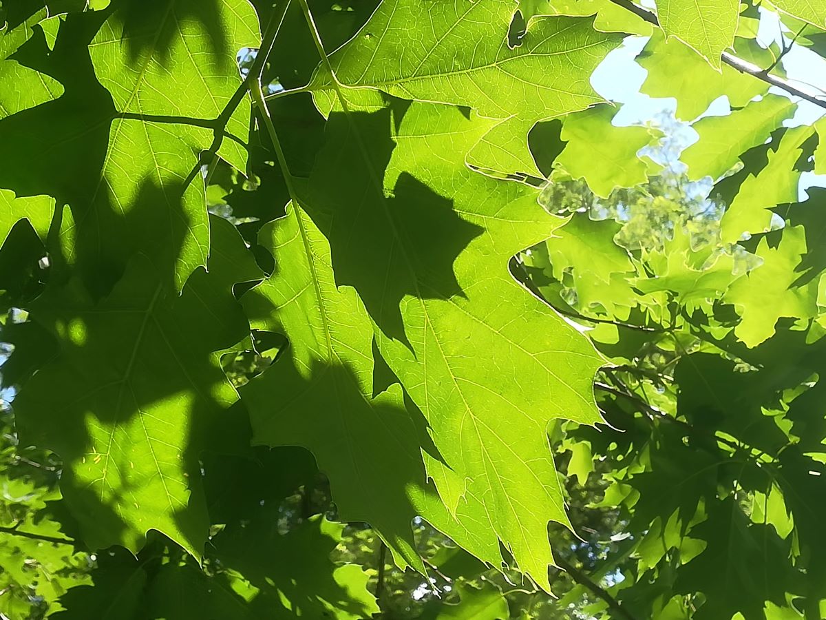 Lichtdurchflutete grüne Eichenblätter der Baumart Quercus rubra.