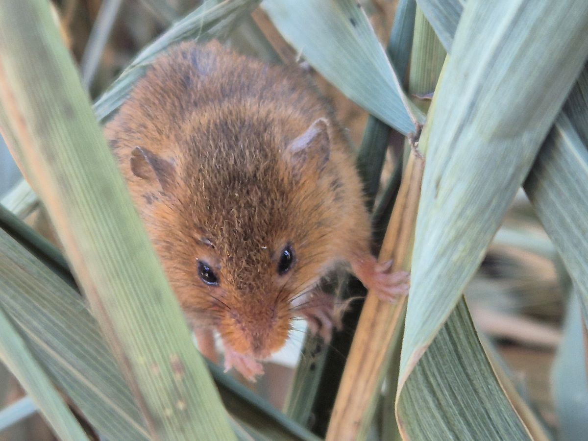 Eurasische Zwergmaus im Schilf sitzend.