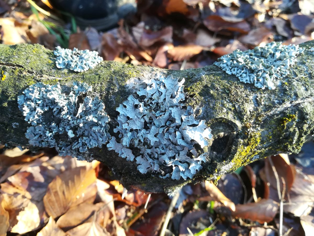 Furchen-Schüsselflechte Silberfarbige Flechten auf einem Stück Ast.