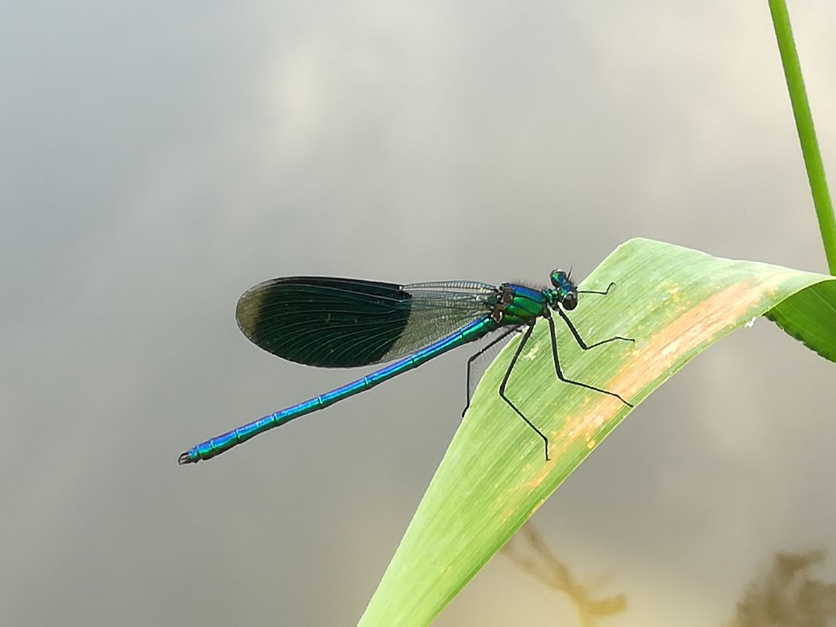 Gebänderte Prachtlibelle auf einem Blatt ruhend.