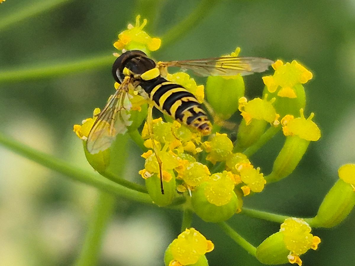 Gewöhnliche Langbauchschwebfliege auf einer gelben Doldenblüte sitzend.