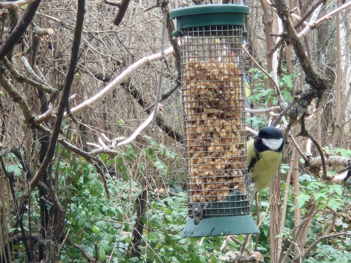 Kohlmeise an einer mit Nüssen gefüllten Futtersäule.