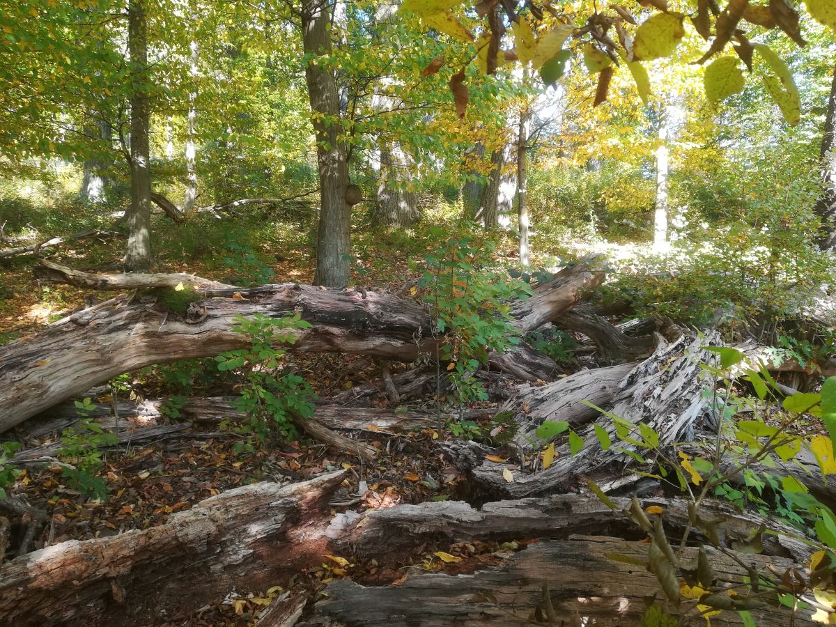 Lainzer Tiergarten im Herbst - viel Totholz.