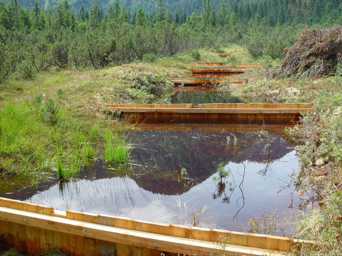 Staudämme aus Lärchenholz im Leckermoos bei Göstling/Ybbs.