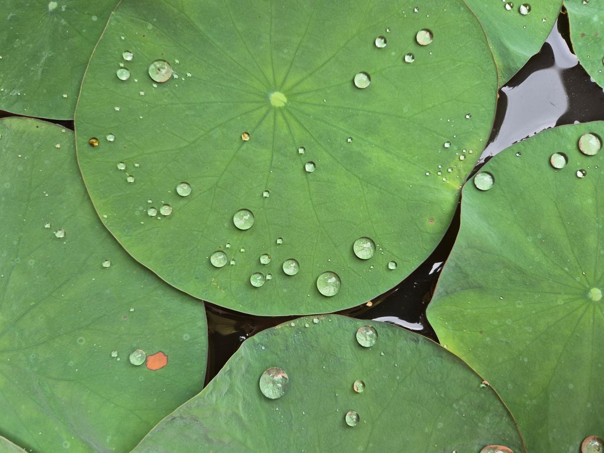 Lotusblätter mit einzelnen, verschieden großen Wasserperlen, die nicht zerrinnen (Lotus-Effekt).