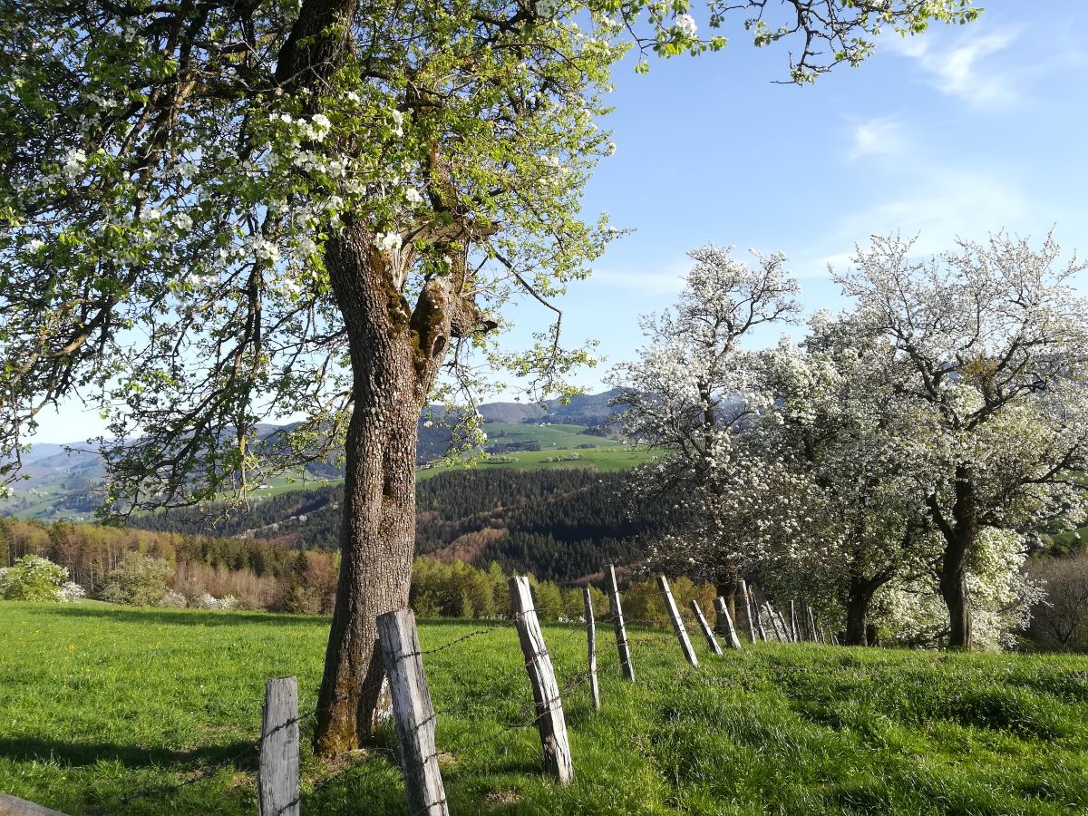Blühende Streuobstbäume entlang eines Zaunes im Mostviertel.