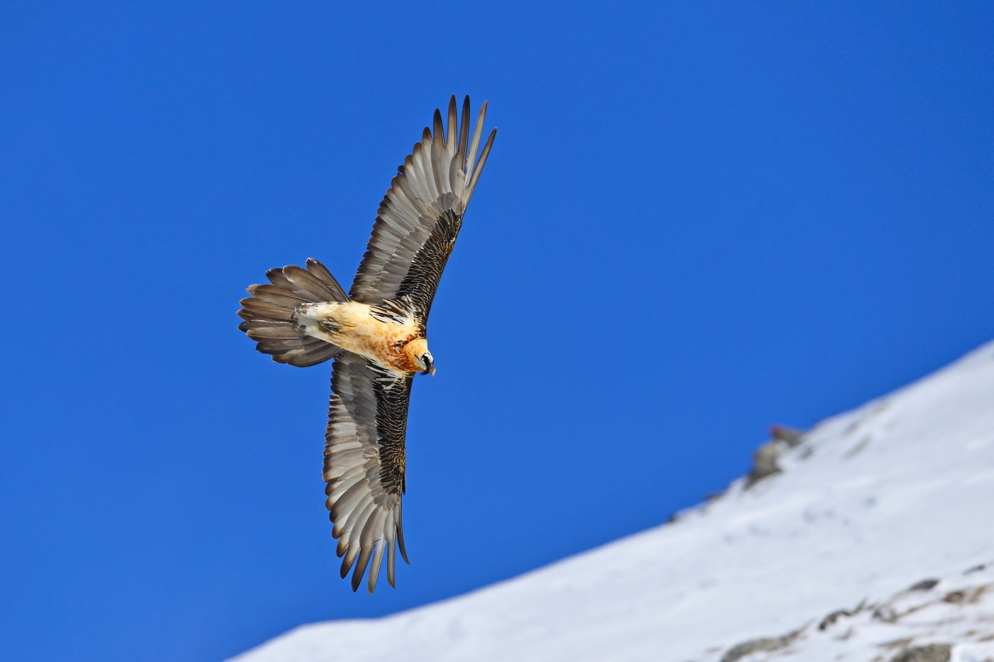 Fliegender Bartgeier.