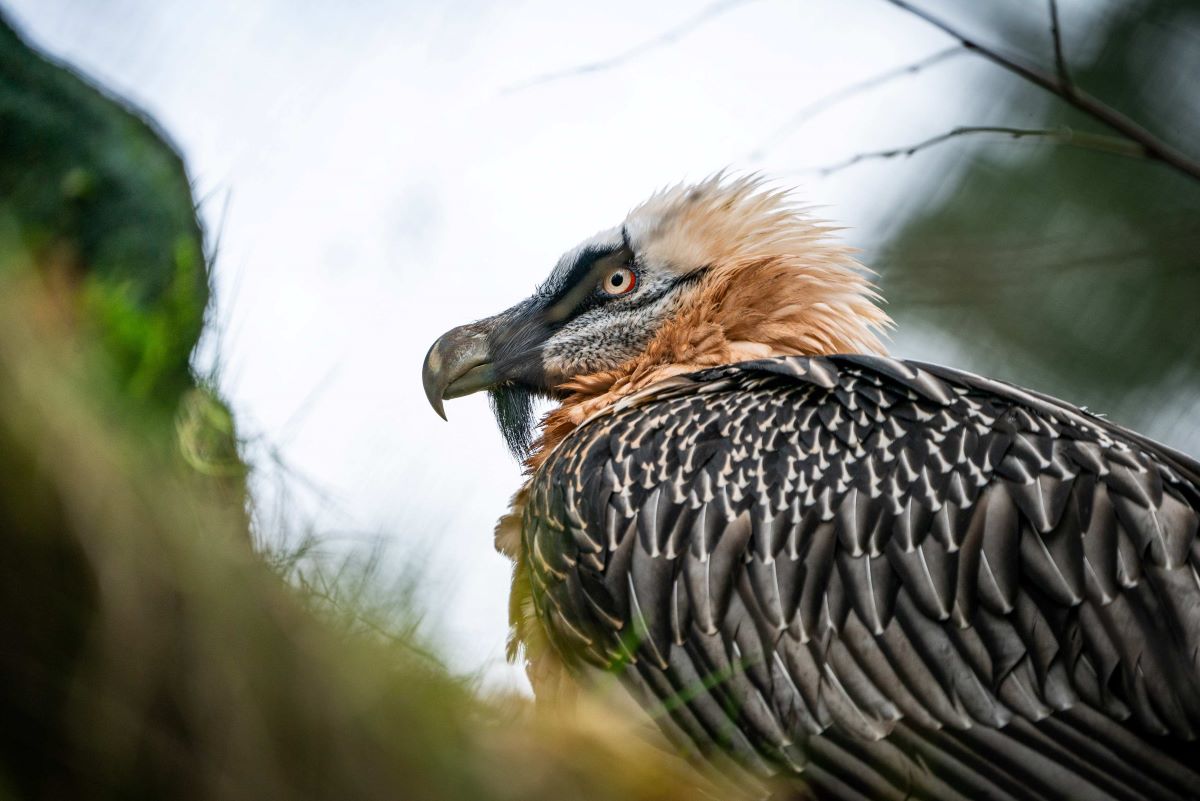 Mehrere Zoos des Verbands der Zoologischen Gärten sind für die Wiederansiedlung der Bartgeier in den Alpen aktiv. Hier ein Bartgeier aus dem Tiergarten Nürnberg. 