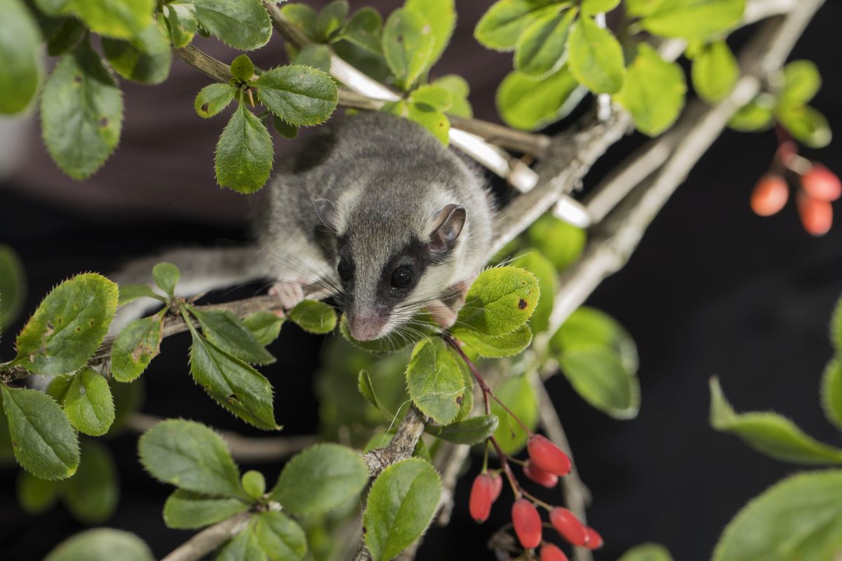 Baumschläfer in einem Strauch
