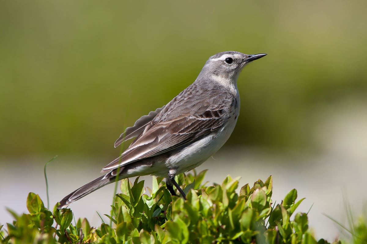 Bergpieper sitzend auf einem Strauch.