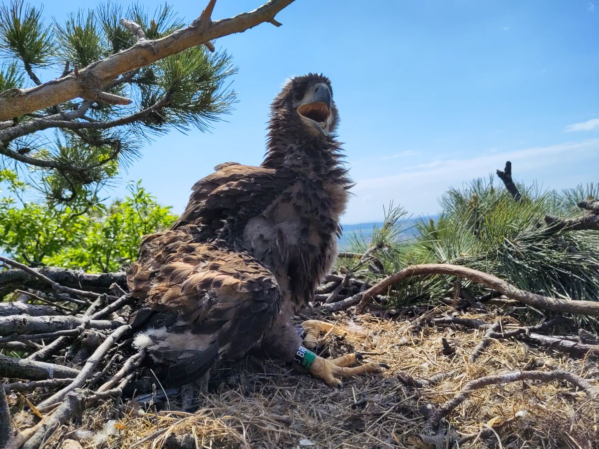 Am Fuß beringtes Seeadlerjunges im Horst sitzend.