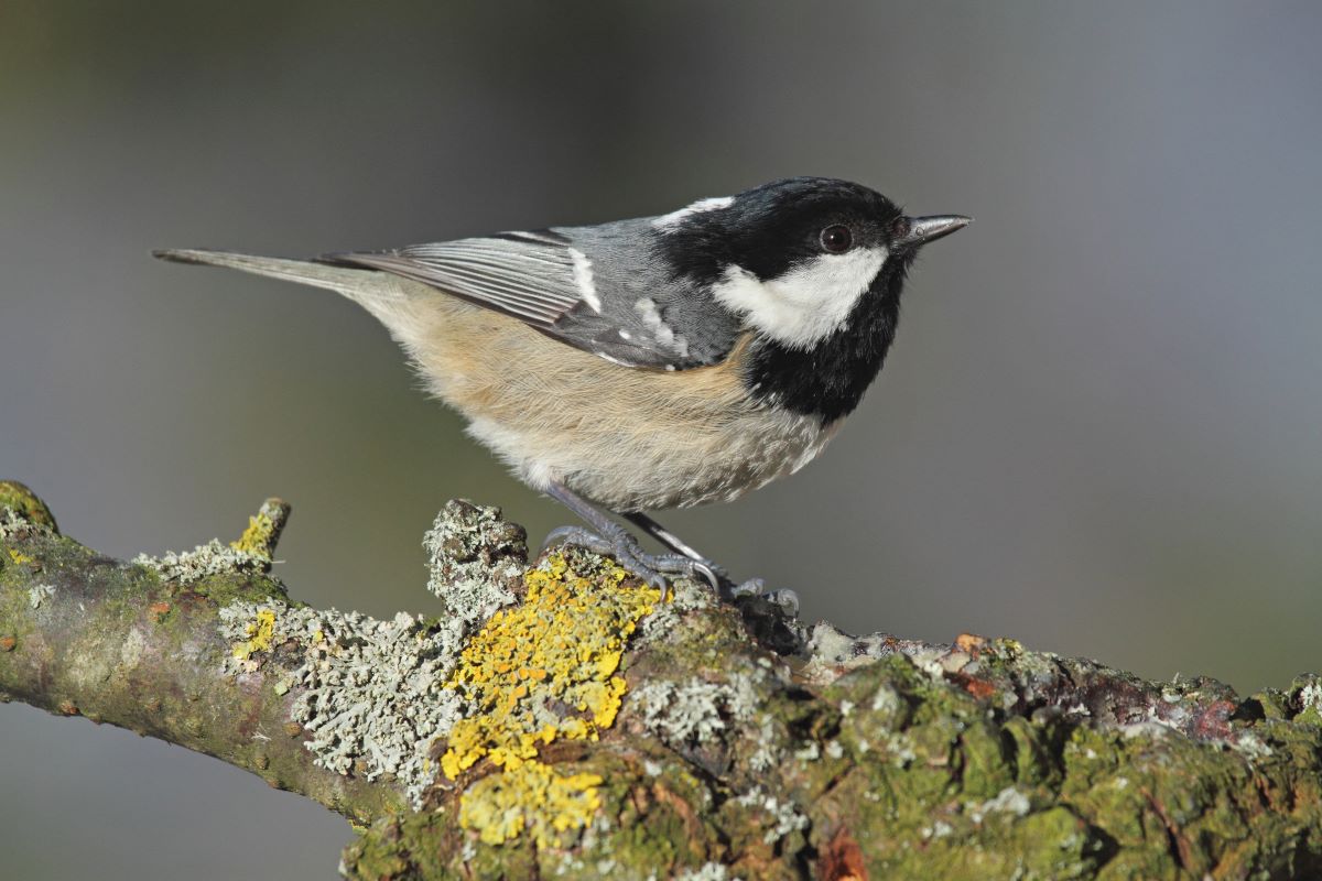 Tannenmeise auf einem mit Flechten bewachsenen Zweig sitzend.