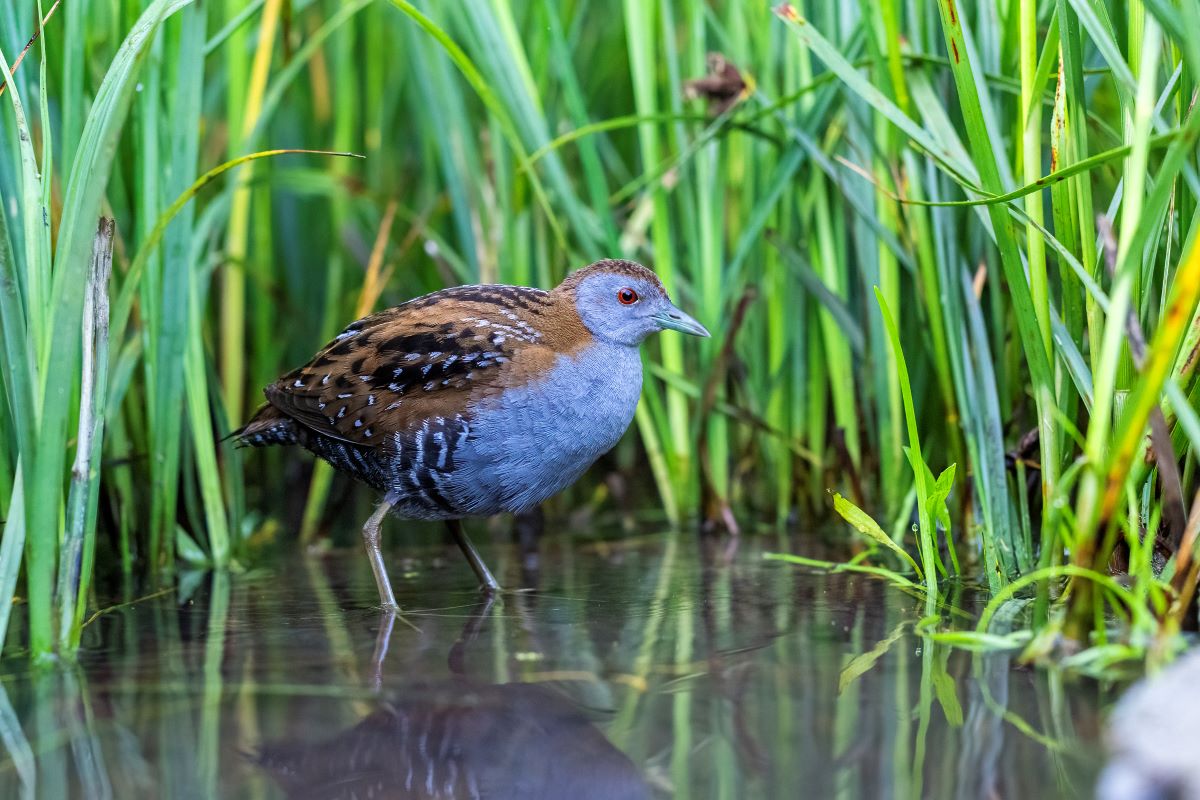 Zwergsumfphuhn mit bläulichem Gefieder am Rande eines Schilfbestandes im Wasser stehend.