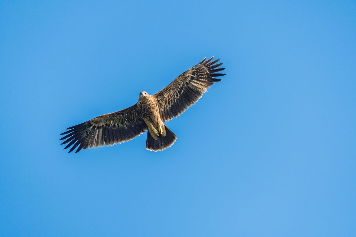 Silhouette eines fliegenden, jungen Kaiseradlers.