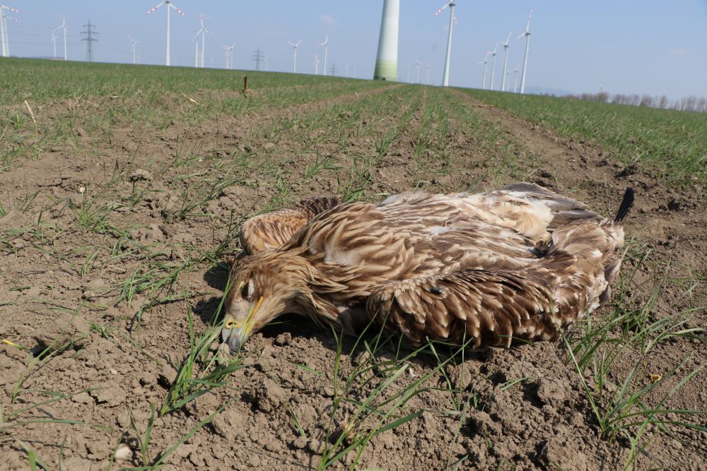 Toter Kaiseradler auf Ackerboden, im Hintergrund sind zahlreiche Windkraftanlagen zu sehen.