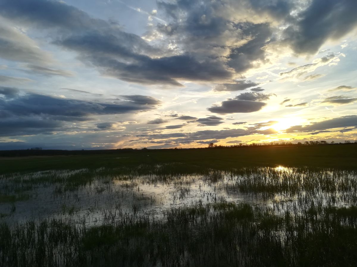Abendstimmung bei den überschwemmten Feuchtwiesen im Hansag, Nationalpark Neusiedler See - Seewinkel.